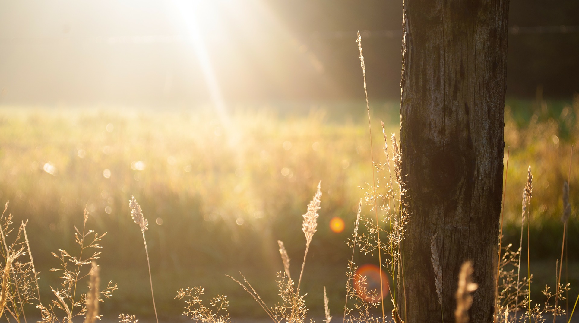 sunny field